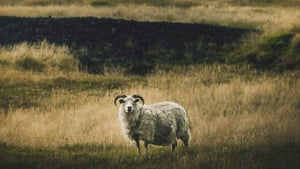 Tertugalleríið í hátiðarskapi fyrir þorrann